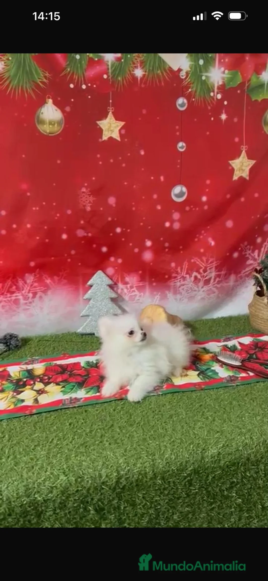 Pomerania perros en venta: POMERANIA LULÚ - Anuncio 4