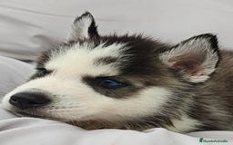 Husky Siberiano perros en venta: Husky siberiano ♀️♂️ DISPONIBLE  - Imagen 3