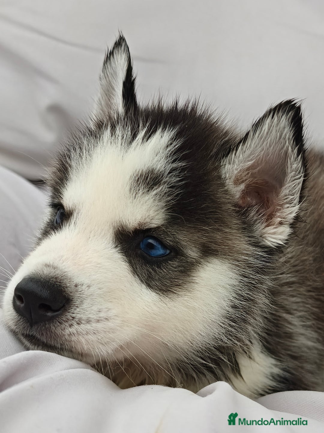 Husky Siberiano perros en venta: Husky siberiano ♀️♂️ DISPONIBLE  - Imagen 3