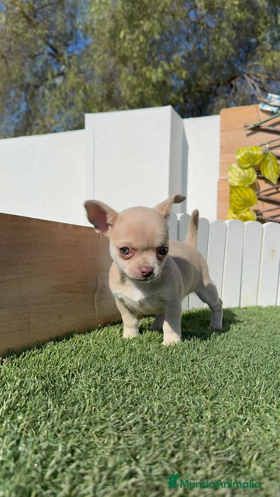 Chihuahua perros en venta: CHIHUAHUA HEMBRA - Anuncio 17