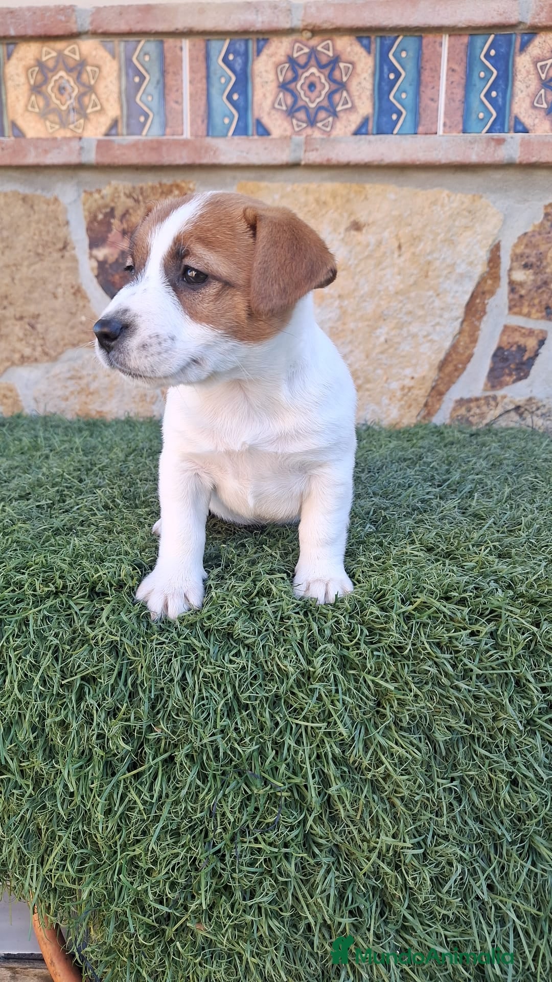 Jack Russell Terrier perros en venta: Jack Russell juguetones bicolor  - Anuncio 1