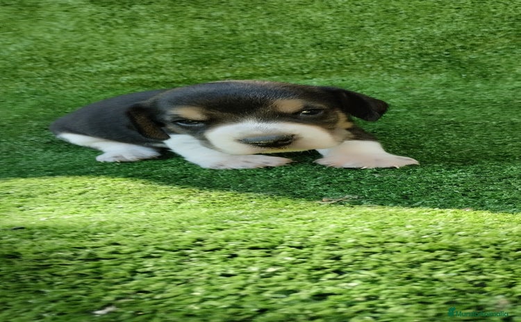 Beagle perros - Anuncio 1