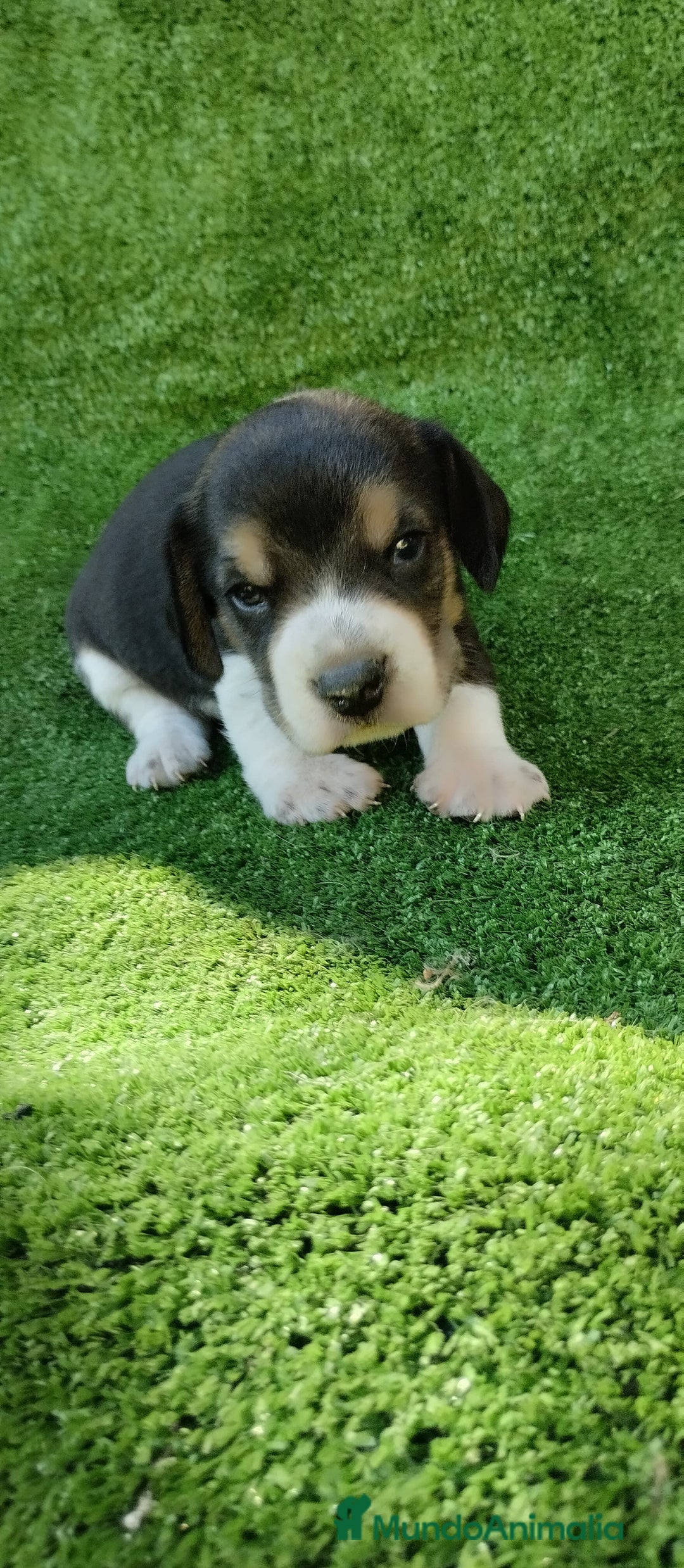 Beagle perros en venta: Beagle - Imagen 1