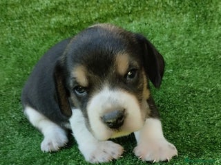 Beagle perros - Anuncio 2