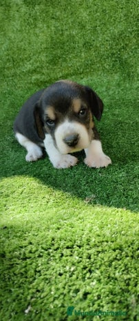 Beagle perros - Anuncio 2