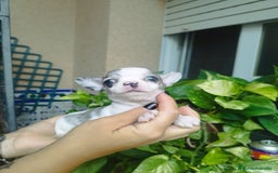 Chihuahua perros en venta: CHIHUAHUA HEMBRA MERLE - Imagen 3