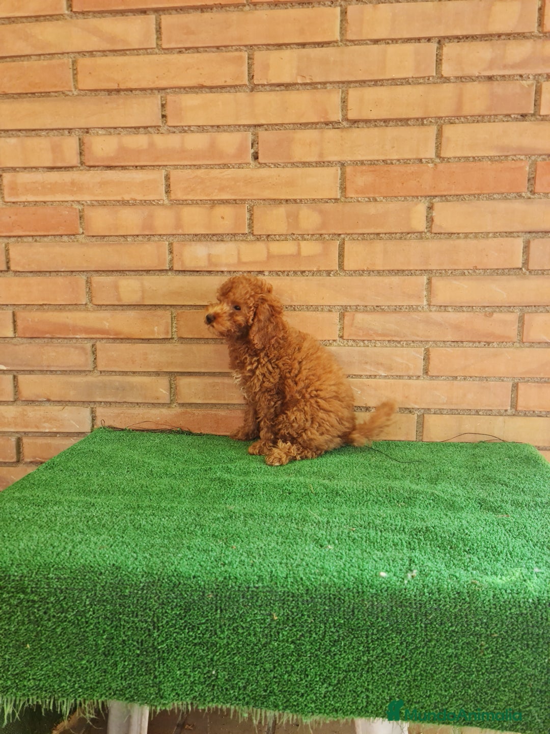 Caniche Toy perros en venta: Caniches toy  - Imagen 4