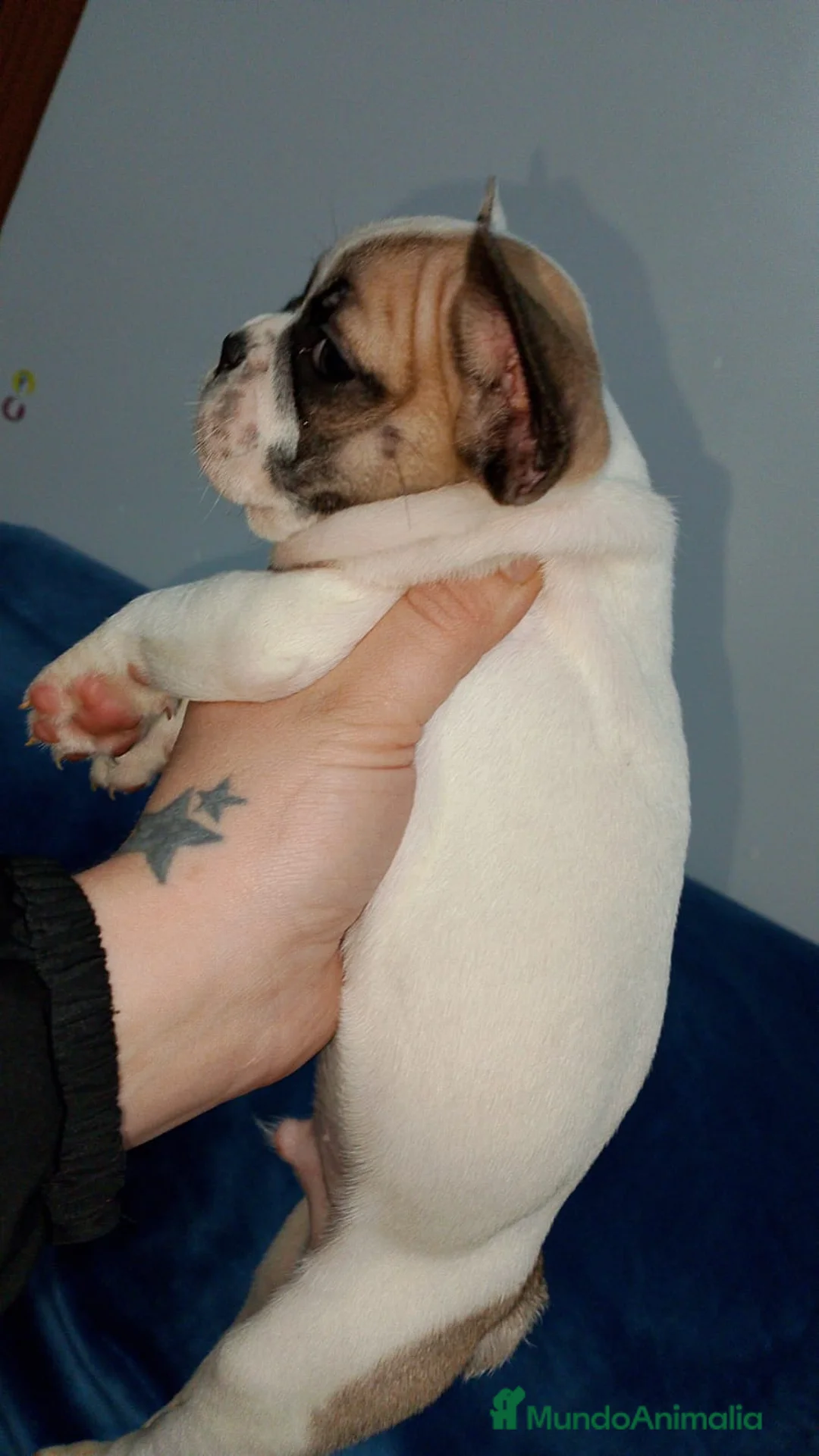 Bulldog Francés perros en venta: Bulldog francés  - Anuncio 1