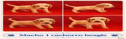 Beagle perros en venta: BEAGLES EXCLUSIVOS  - Anuncio 2