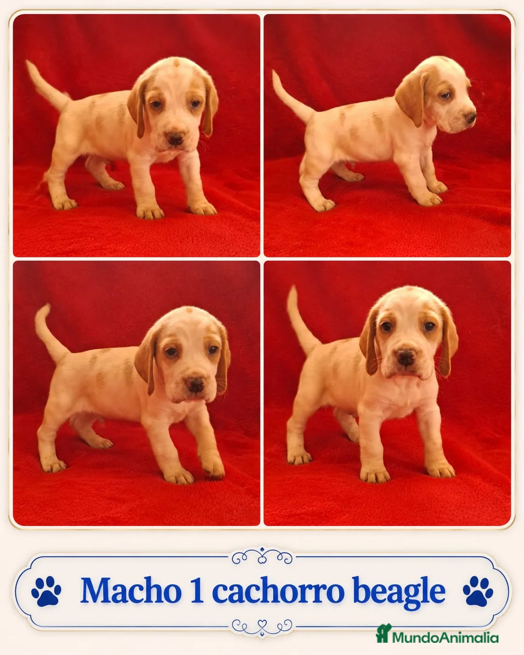 Beagle perros en venta: BEAGLES EXCLUSIVOS  - Anuncio 2