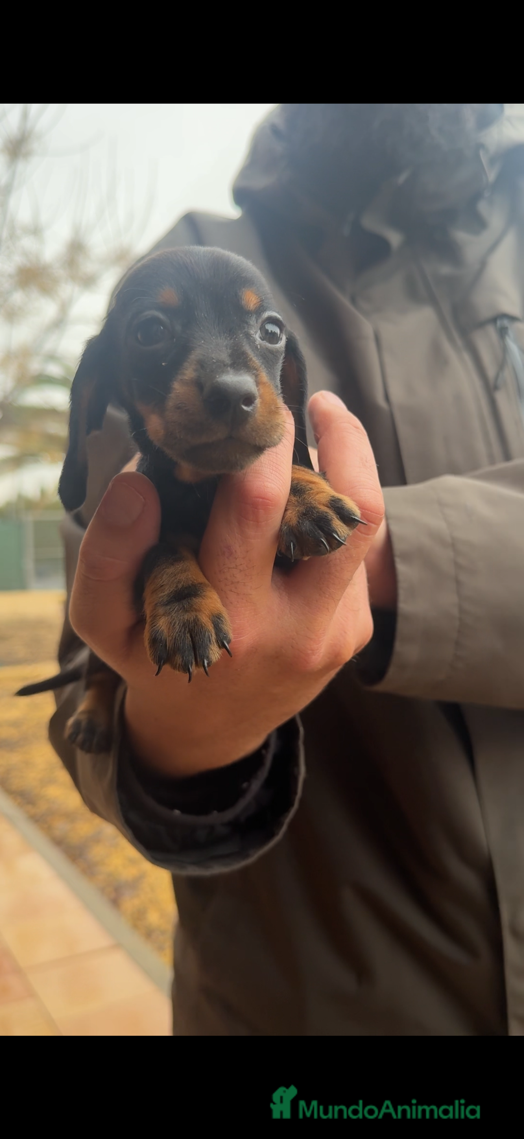 Teckel perros en venta: Teckel Kaninchen - @TECKELDELPALMERAL - Anuncio 5