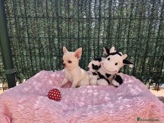 Chihuahua perros en Barcelona - Anuncio 38