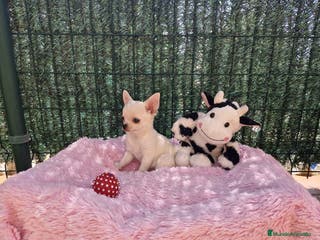 Chihuahua perros Chihuahuas espectaculares en Barcelona - Anuncio 22