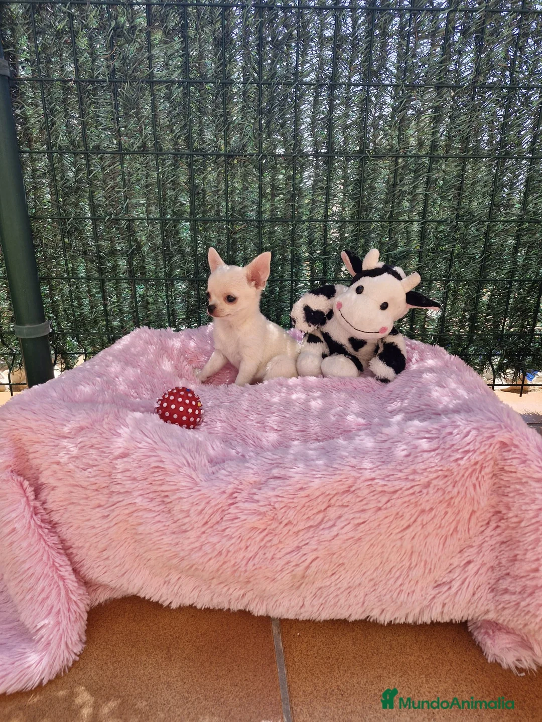 Chihuahua perros en venta: Chihuahuas espectaculares en Barcelona - Anuncio 1