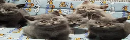 Británico de Pelo Corto Azul gatos en venta: Preciosos British Shorthair  - Anuncio 2