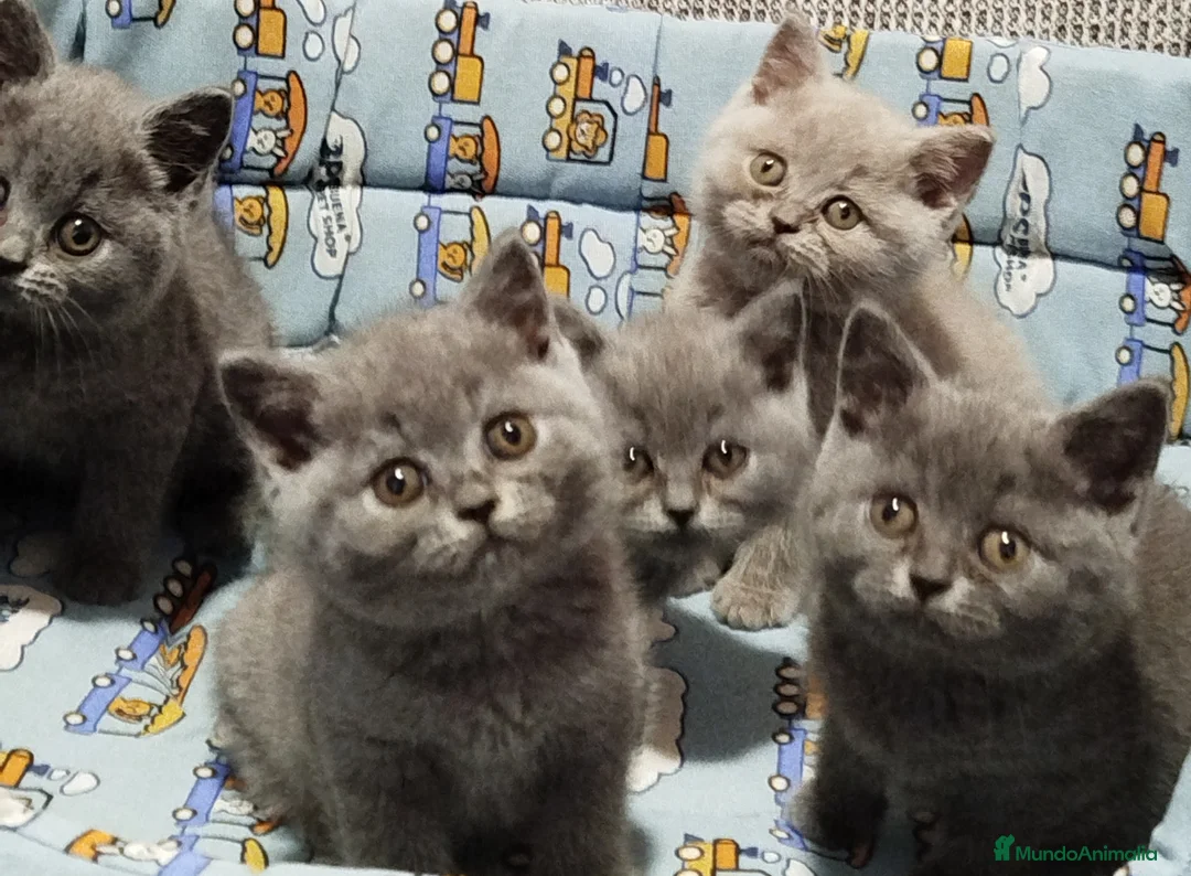 Británico de Pelo Corto Azul gatos en venta: Preciosos British Shorthair  - Anuncio 2