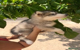 Husky Siberiano perros en venta: Husky siberiano ♀️♂️ - Imagen 3