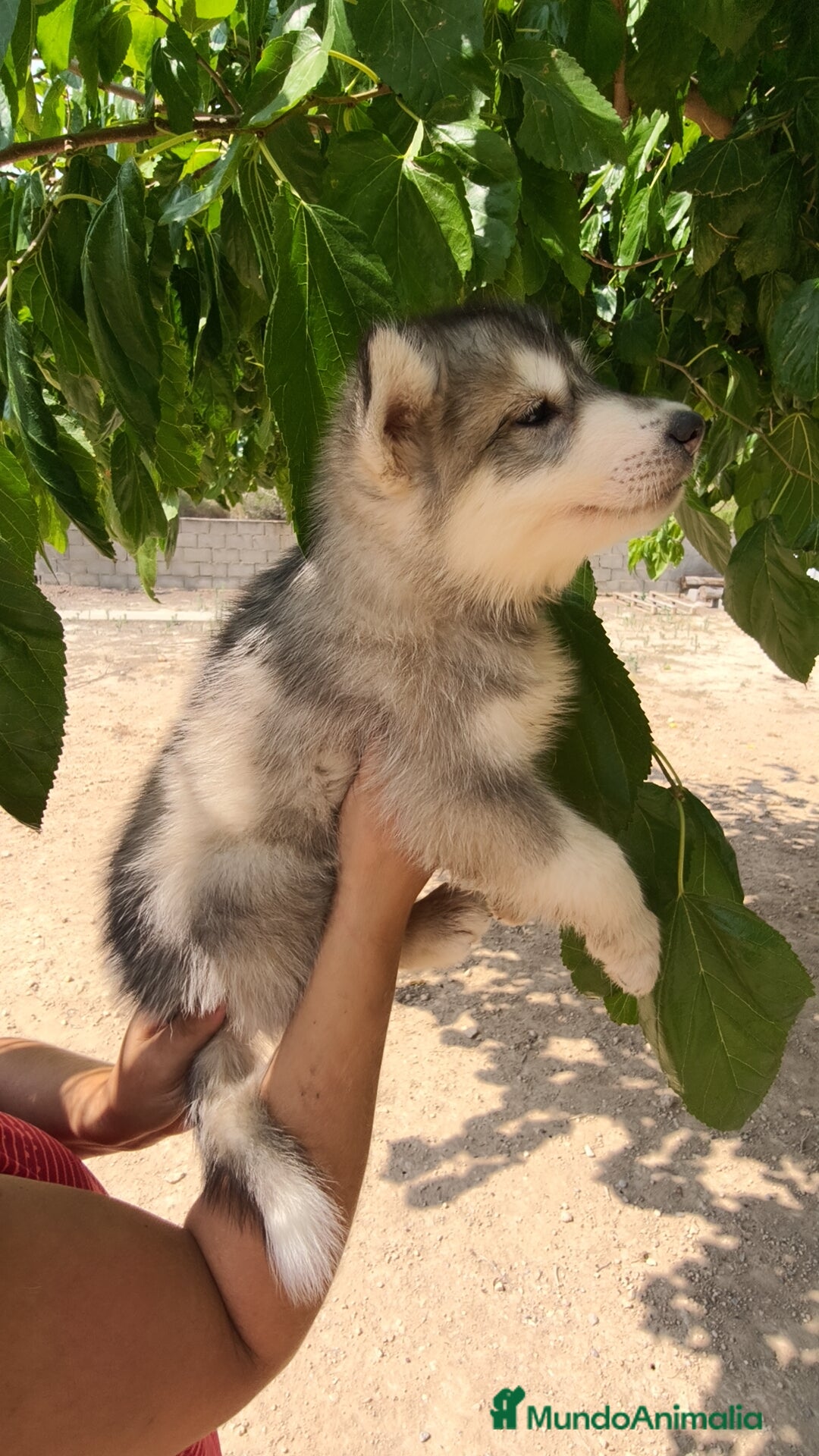 Husky Siberiano perros en venta: Husky siberiano ♀️♂️ - Imagen 3