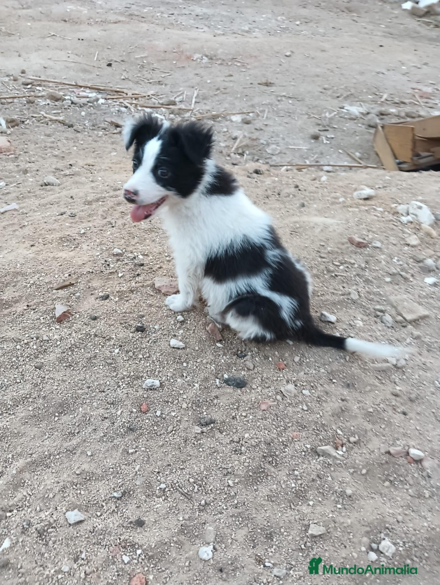 Border Collie perros Border collie  - Anuncio 1
