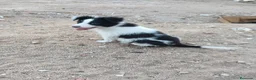 Border Collie perros en venta: Border collie  - Anuncio 1
