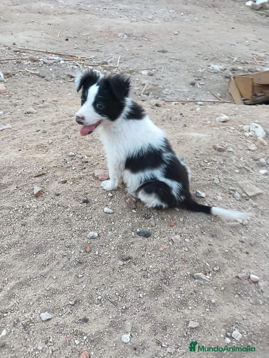 Border Collie perros en venta: Border collie  - Anuncio 1