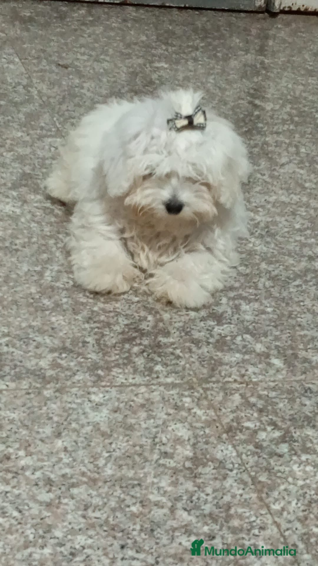 Maltipoo perros Cachorros de maltipo - Anuncio 1