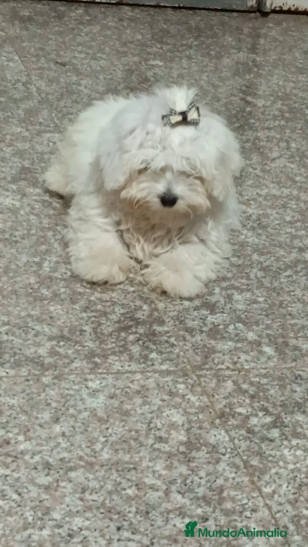 Maltipoo perros en venta: Cachorros de maltipo - Anuncio 1