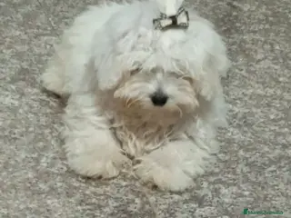Maltipoo perros Cachorros de maltipo - Anuncio 1