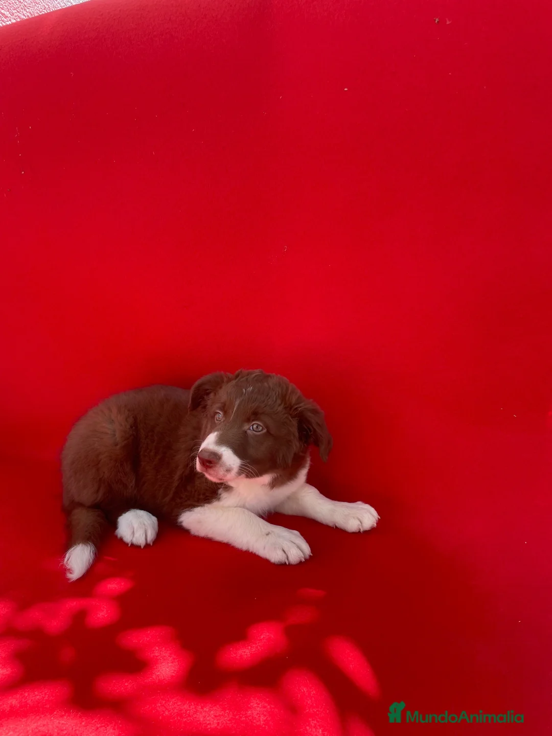 Border Collie perros en venta: Impresionantes cachorros Border collie  - Anuncio 2