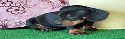 Teckel Miniatura perros en venta: Teckel miniatura pura raza  en Ciudad Real - Anuncio 6