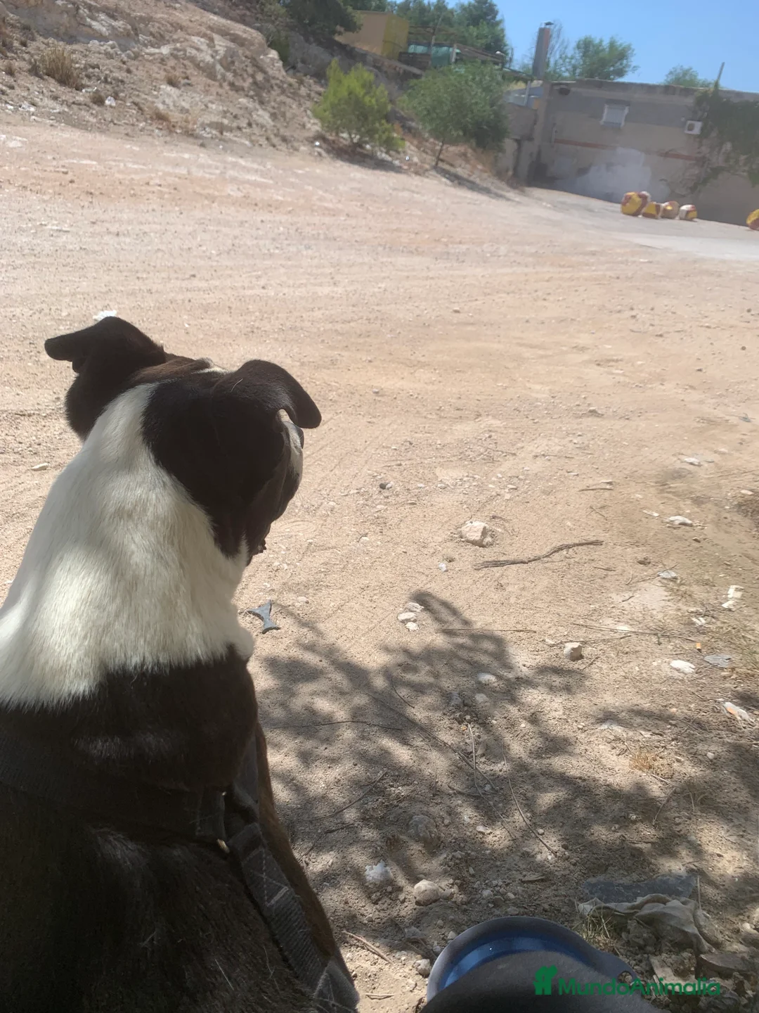 American Staffordshire-Terrier perros en adopcion: GULLIVER ❤️ en Adopción  - Anuncio 6