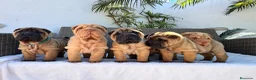Shar Pei perros en venta: Los mejores bebé shar pei  - Anuncio 2
