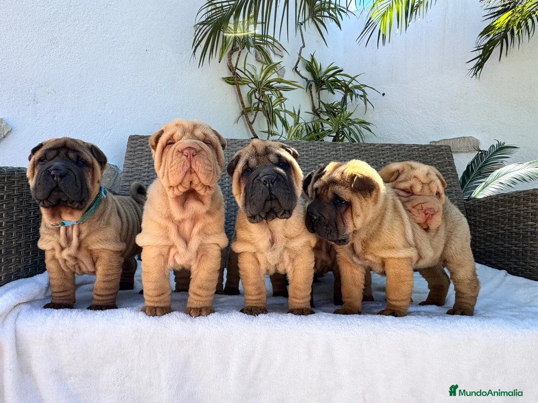 Shar Pei perros en venta: Los mejores bebé shar pei  - Anuncio 2