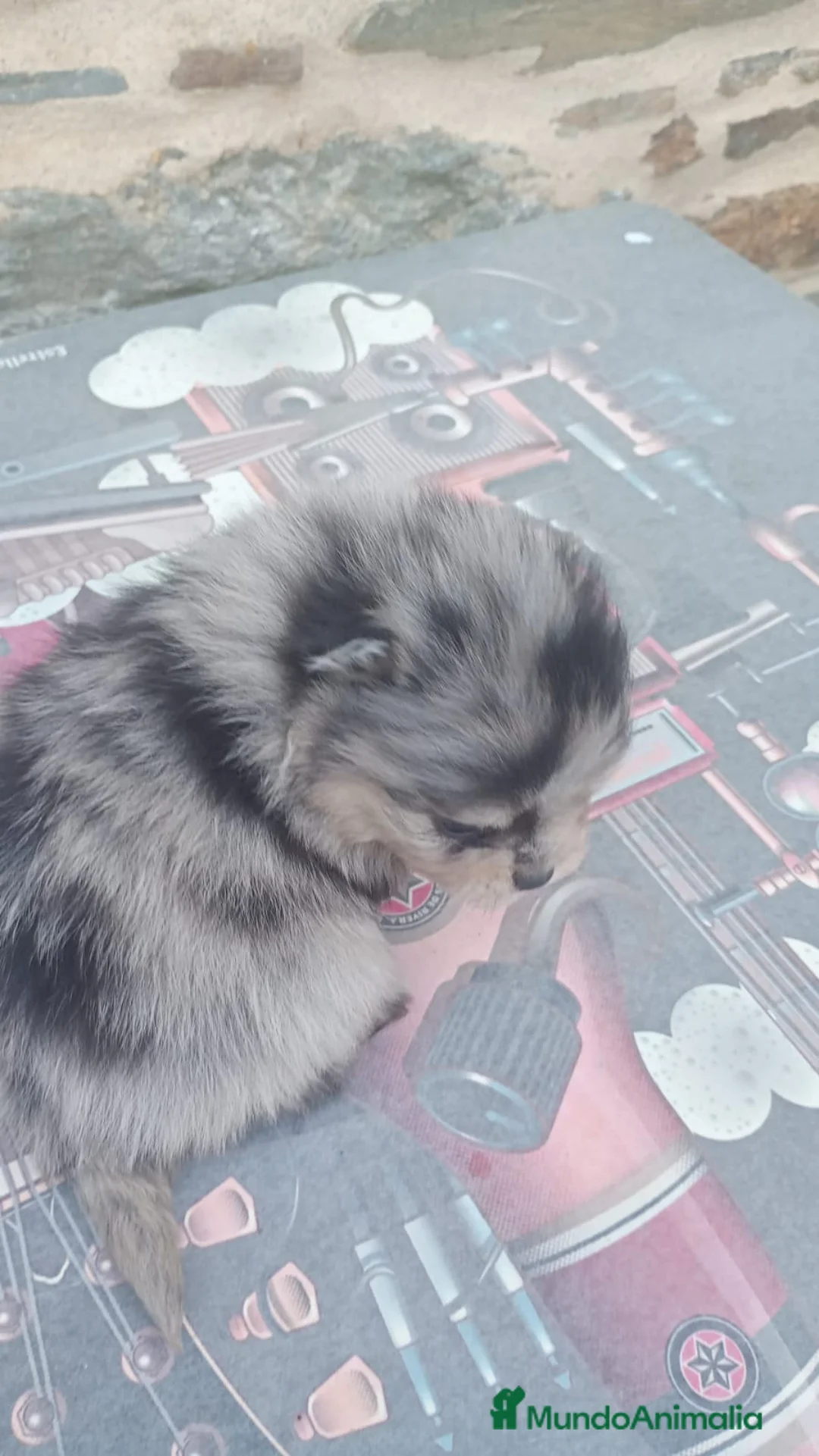 Pomerania perros en venta: Pomerania  - Anuncio 4