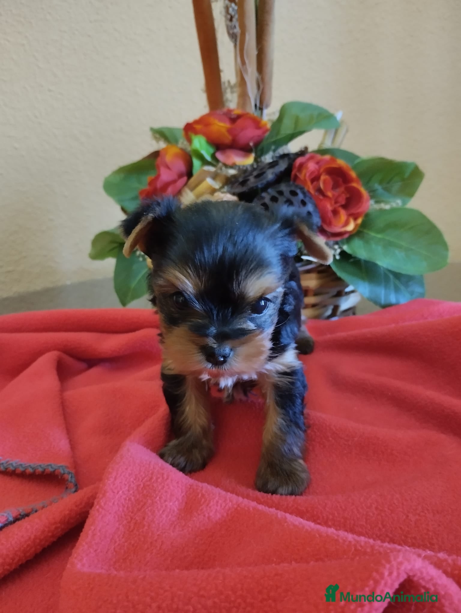 Yorkshire Terrier perros en venta: Yorkshire terrier toy  - Anuncio 9