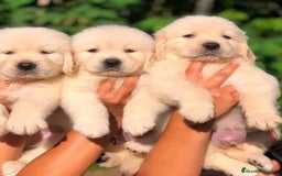 Golden Retriever perros en venta: Golden retriever - Imagen 1