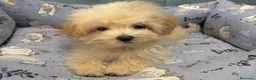Maltipoo perros en venta: Maltipoo Toy fotos reales y actuales!!! - Anuncio 3