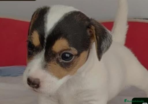 Jack Russell Terrier perros en venta: Jack russell - Anuncio 1