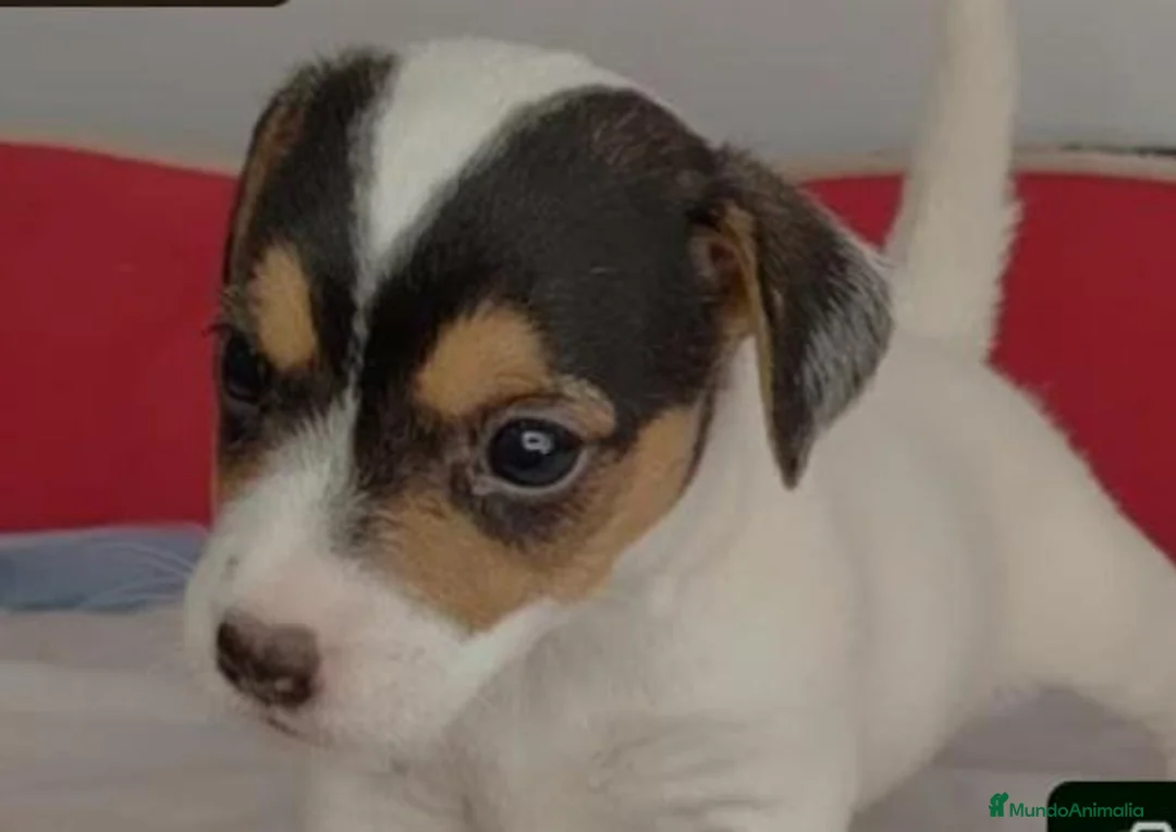 Jack Russell Terrier perros en venta: Jack russell - Anuncio 1