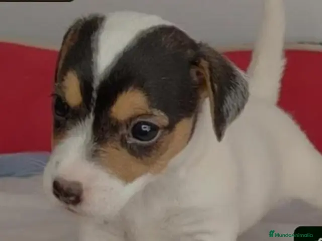 Jack Russell Terrier perros en venta: Jack russell - Anuncio 2