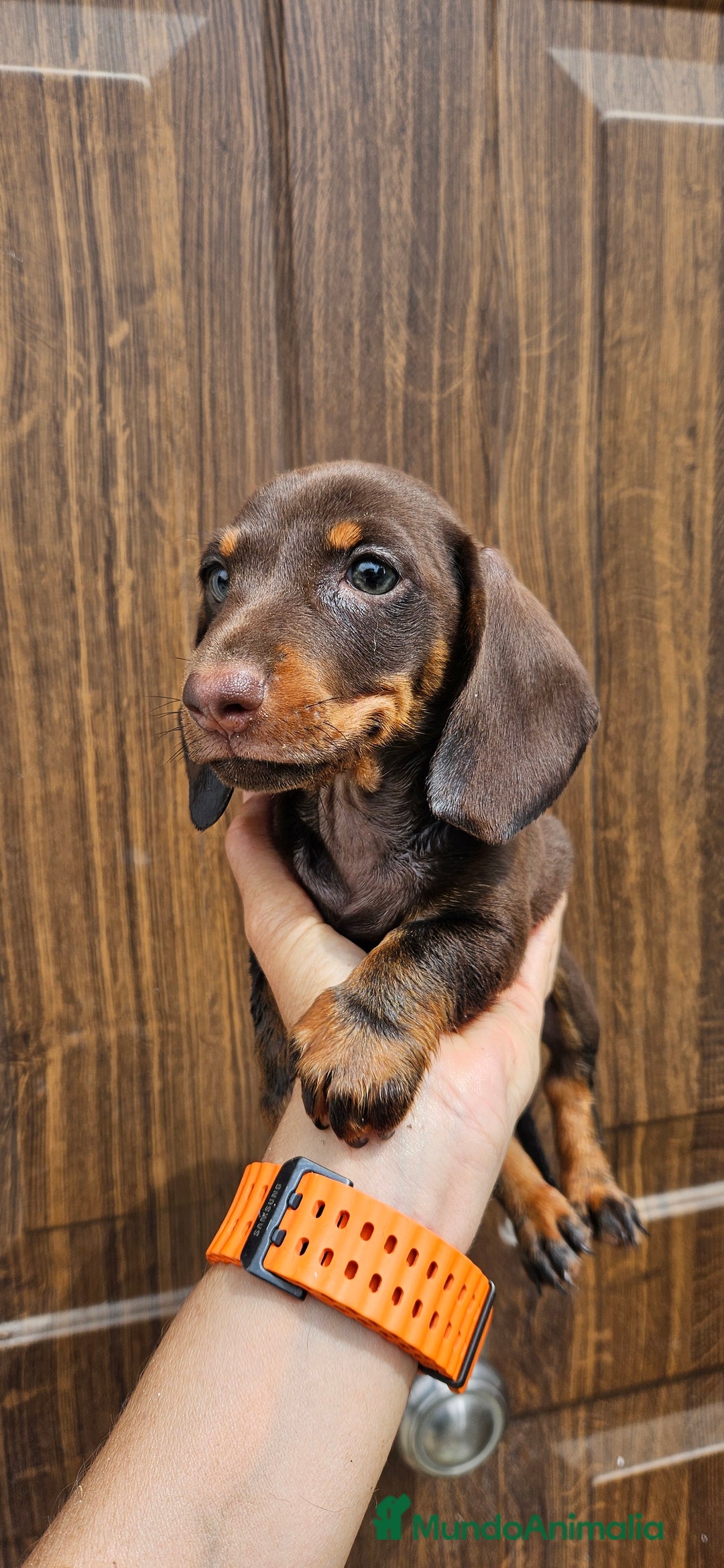 Teckel perros en venta: Teckel chocolate en Jerez  - Imagen 2