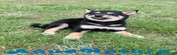 Shiba Inu perros en venta: Shiba Inu Hembra de Mayka y Silvio 1983 AQUANATURA - Anuncio 4