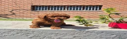 Caniche Toy perros en venta: Caniche toy asiático teacup  en Girona - Anuncio 11