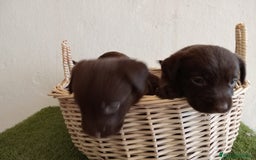 Labrador Retriever perros en venta: LABRADOR CHOCOLATE NUEVA CAMADA  - Imagen 5