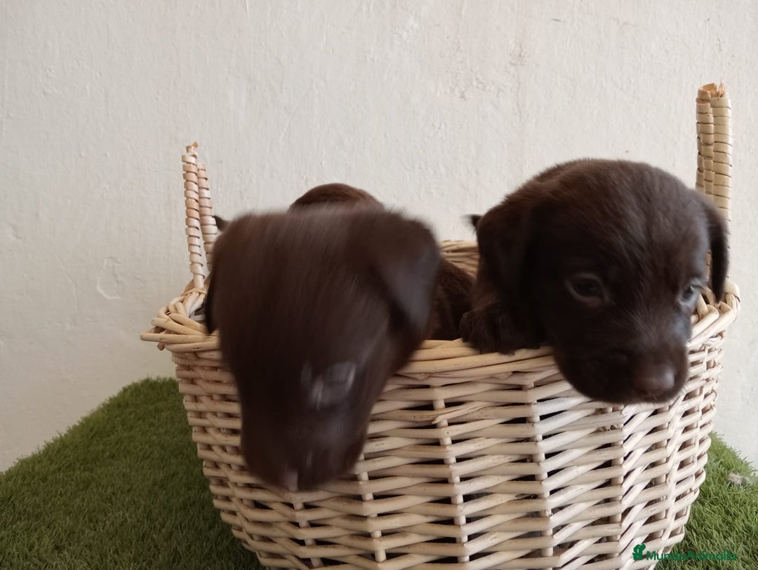 Labrador Retriever perros en venta: LABRADOR CHOCOLATE NUEVA CAMADA  - Imagen 5