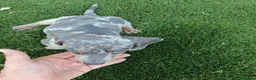 Teckel Miniatura perros en venta: Exclusivos Teckel Arlequin Blue - Anuncio 5