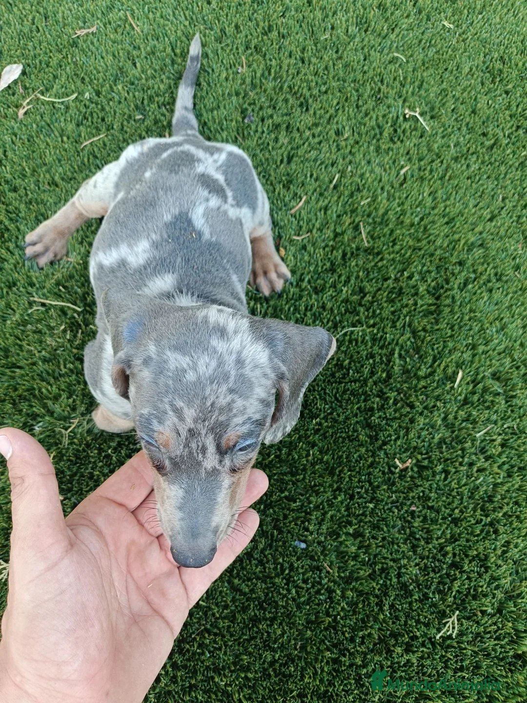 Teckel Miniatura perros en venta: Exclusivos Teckel Arlequin Blue - Anuncio 5