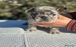 Bulldog Francés perros en venta: BULLDOG FRANCÉS EXÓTICO  en Barcelona - Imagen 3