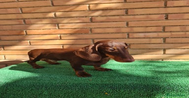 Teckel perros - Anuncio 2