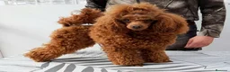 Caniche Toy perros en venta: Cachorro de Caniche Toy Leonado (Rojo/Apricot) - Anuncio 2